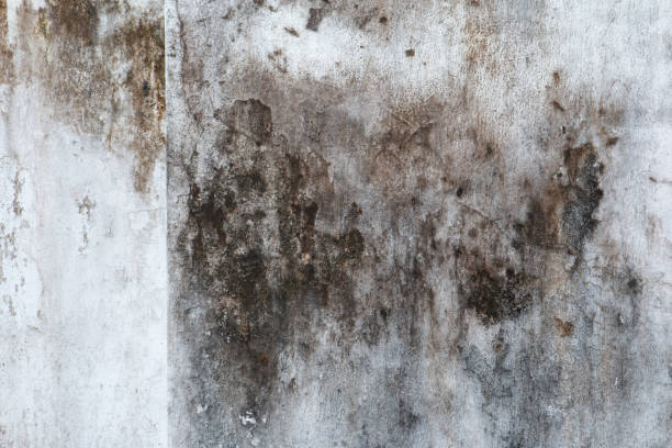 Best Forensic Mold Investigation  in New Ellenton, SC
