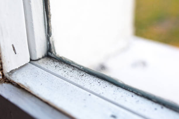 Best Comprehensive Air Testing for Mold Contaminants  in New Ellenton, SC