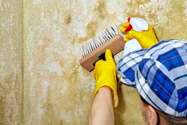 Trusted New Ellenton, SC Mold Removal Experts