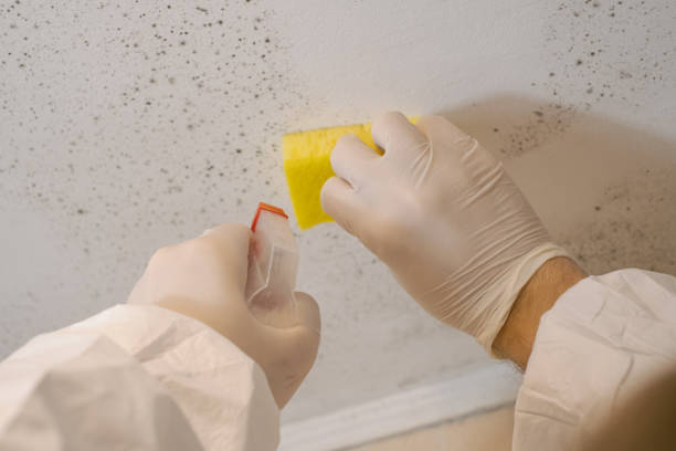 Best Crawl Space Mold Remediation  in New Ellenton, SC