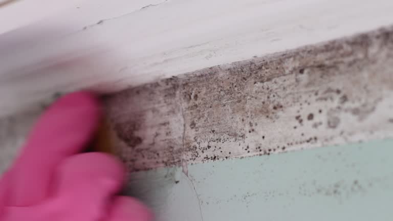 Best Attic Mold Removal  in New Ellenton, SC